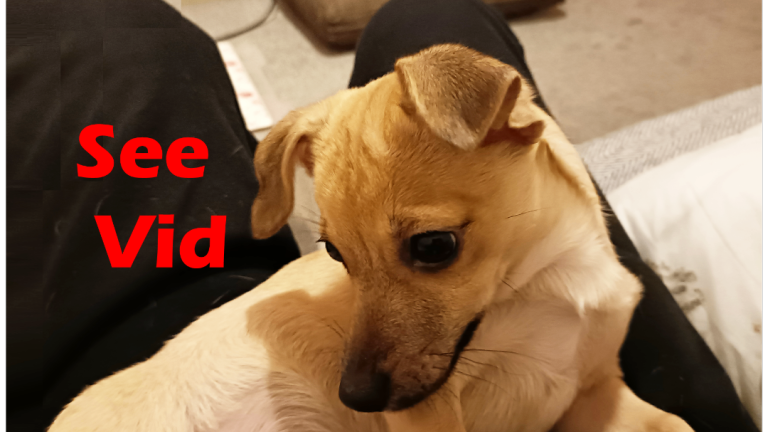 Jackawawa Chihuahua Jack Russell Girl 4 Months House Trained