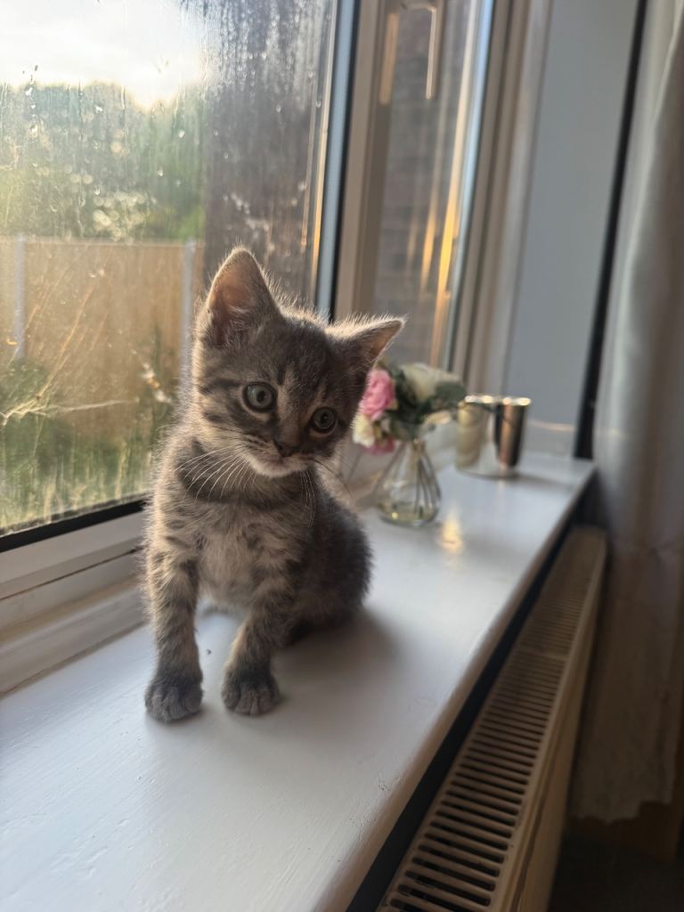 Beautiful grey kitten 