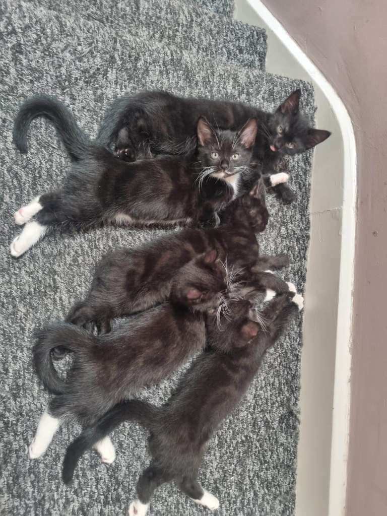 Loving Kittens Looking for Forever Homes