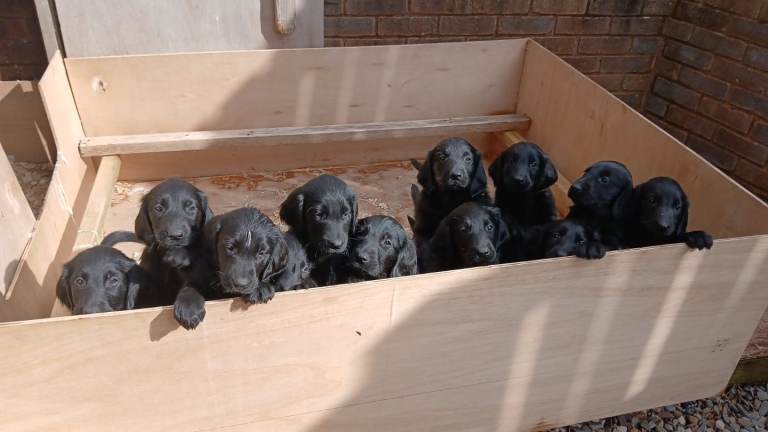 Flat coat retriever puppy's