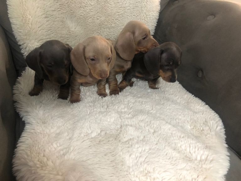 Miniature dachshund