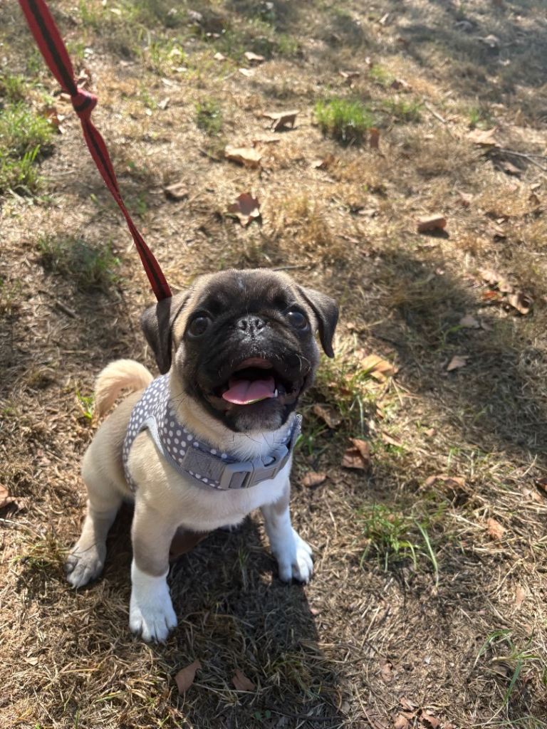 rehoming pug