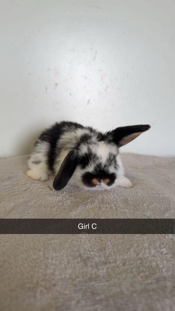 Beautiful pure mini lops 