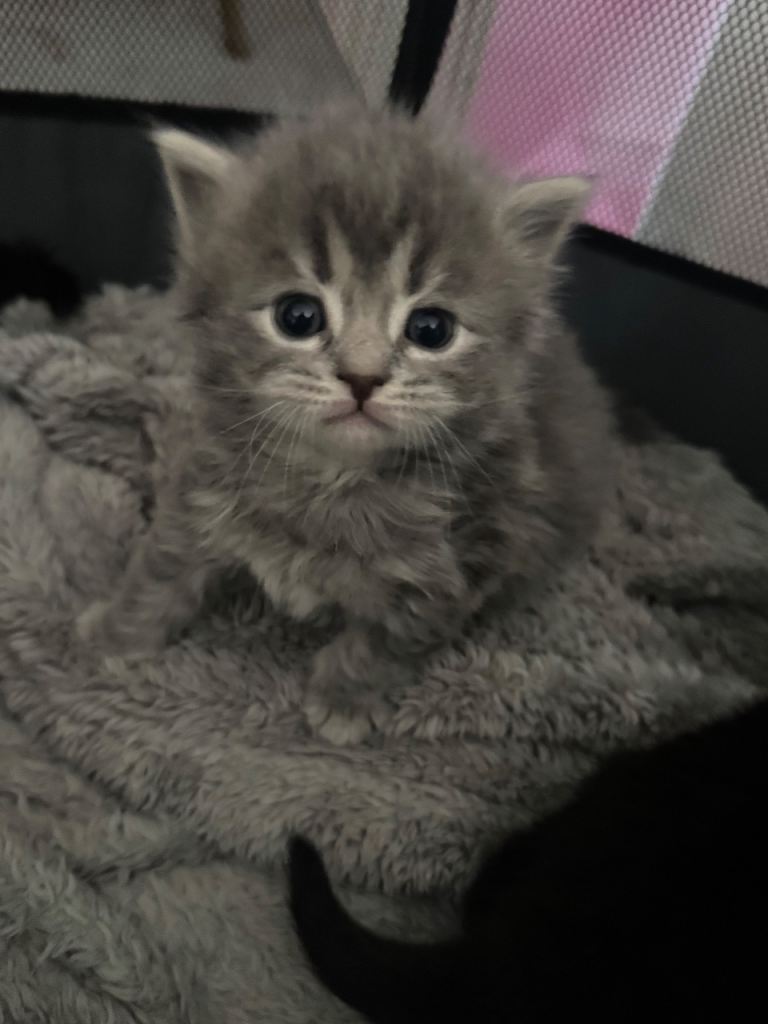 British short hair mixed fluffy chunky kittens
