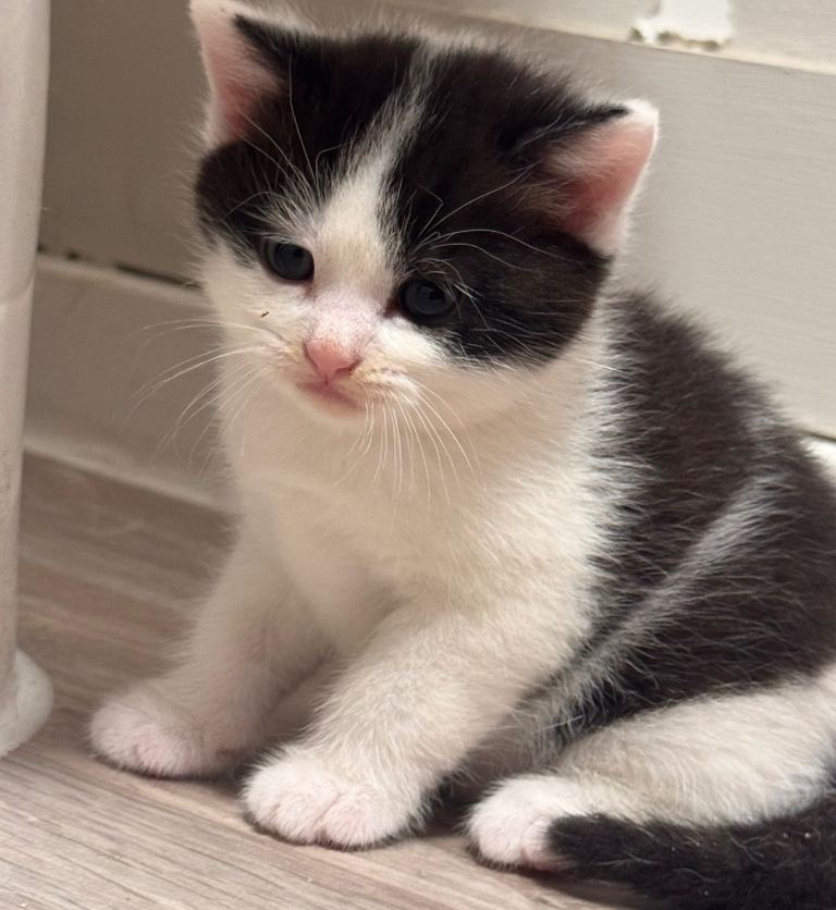 Last lil girl  looking for her forever home 🏡 in Bristol 