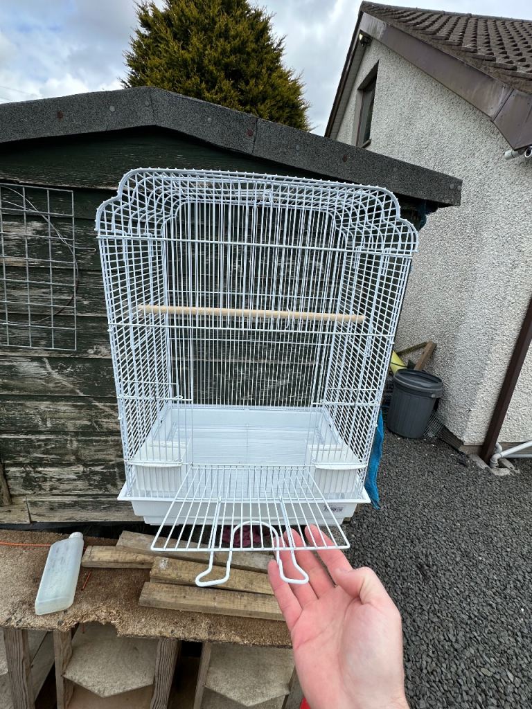 Hand reared cockatiels available 