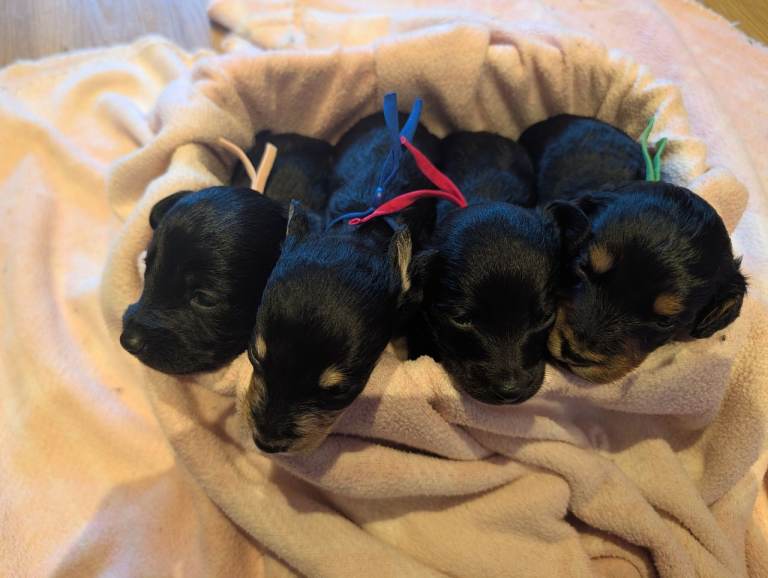 Adorable Miniature Doxiepoo Puppies
