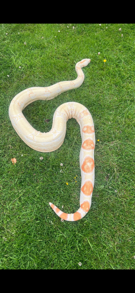 Female sharp albino boad