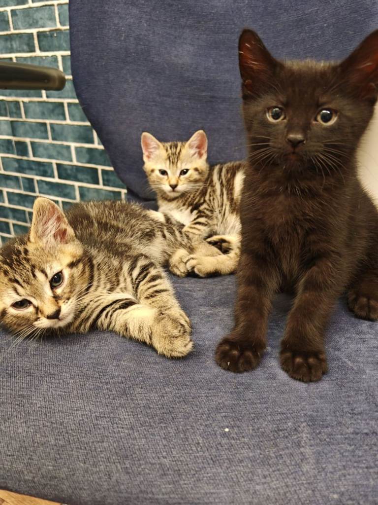 Kitten