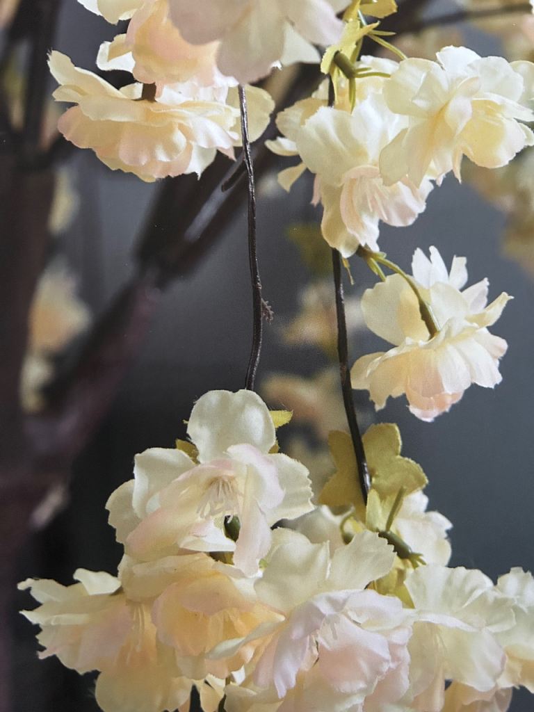 Cherry blossom tree  (2 available)