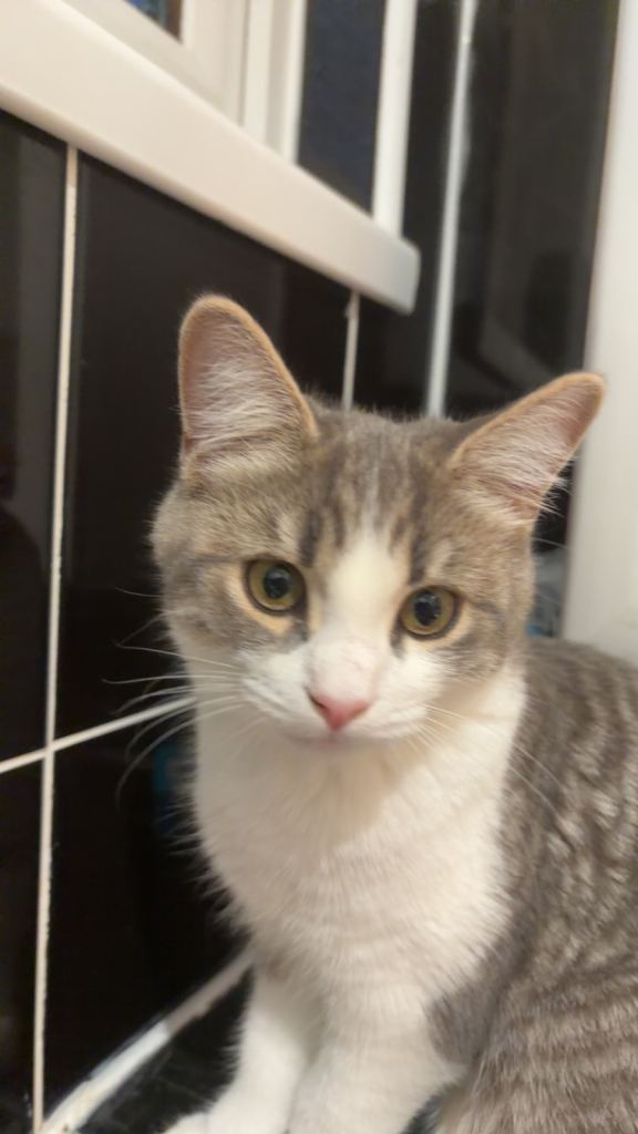 Adorable Kitten