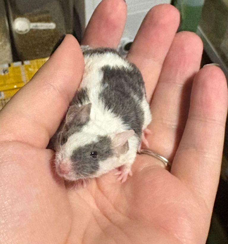 Friendly grey & white baby male for sale with full set up