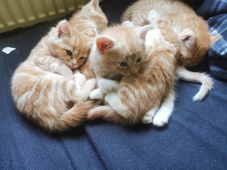 7 Ginger Kittens for sale