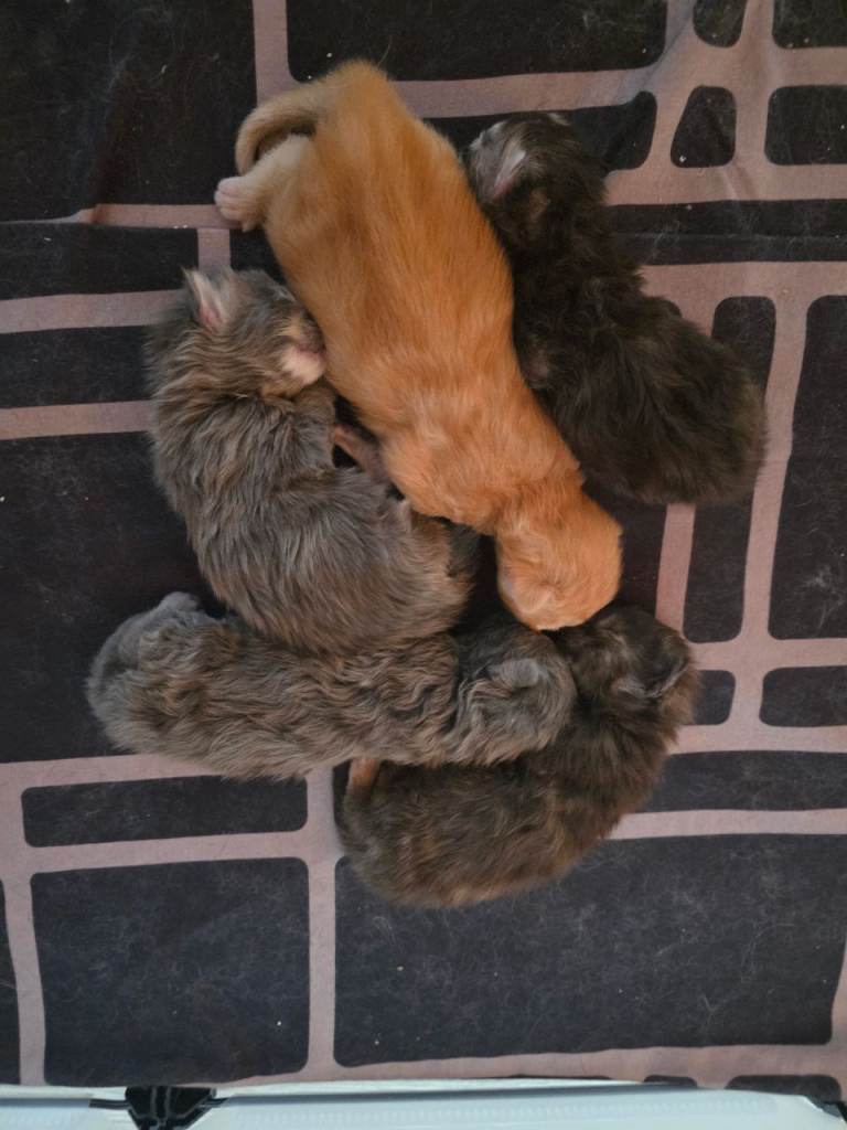 Mainecoon kittens😸