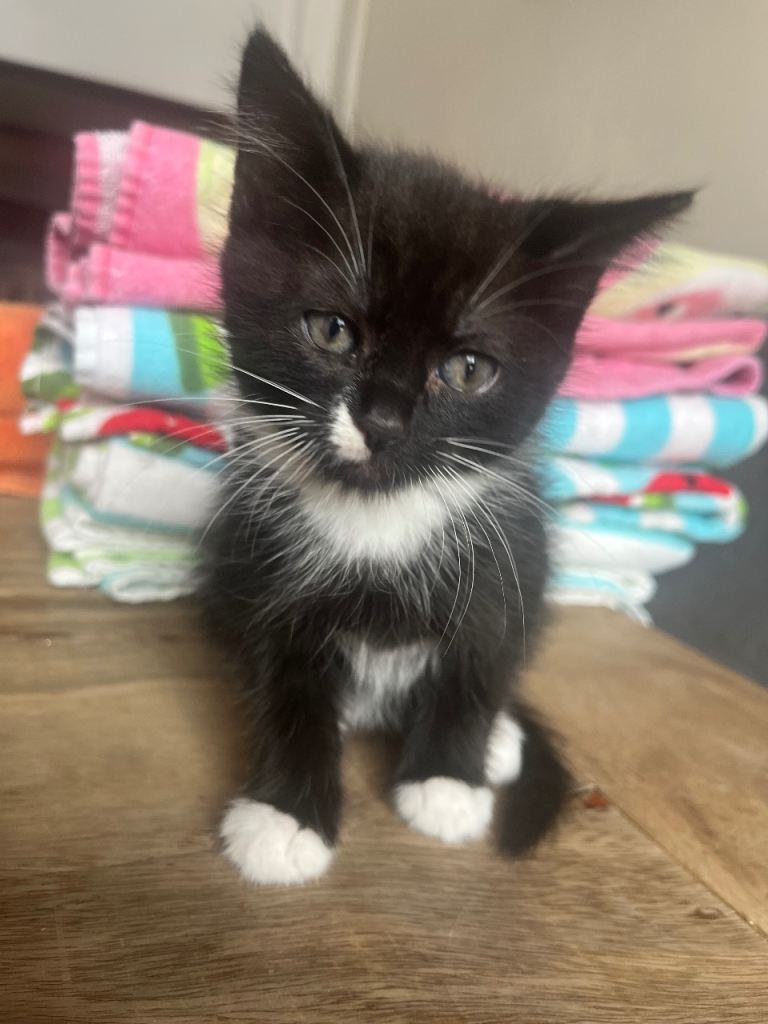 4 kittens for sale 