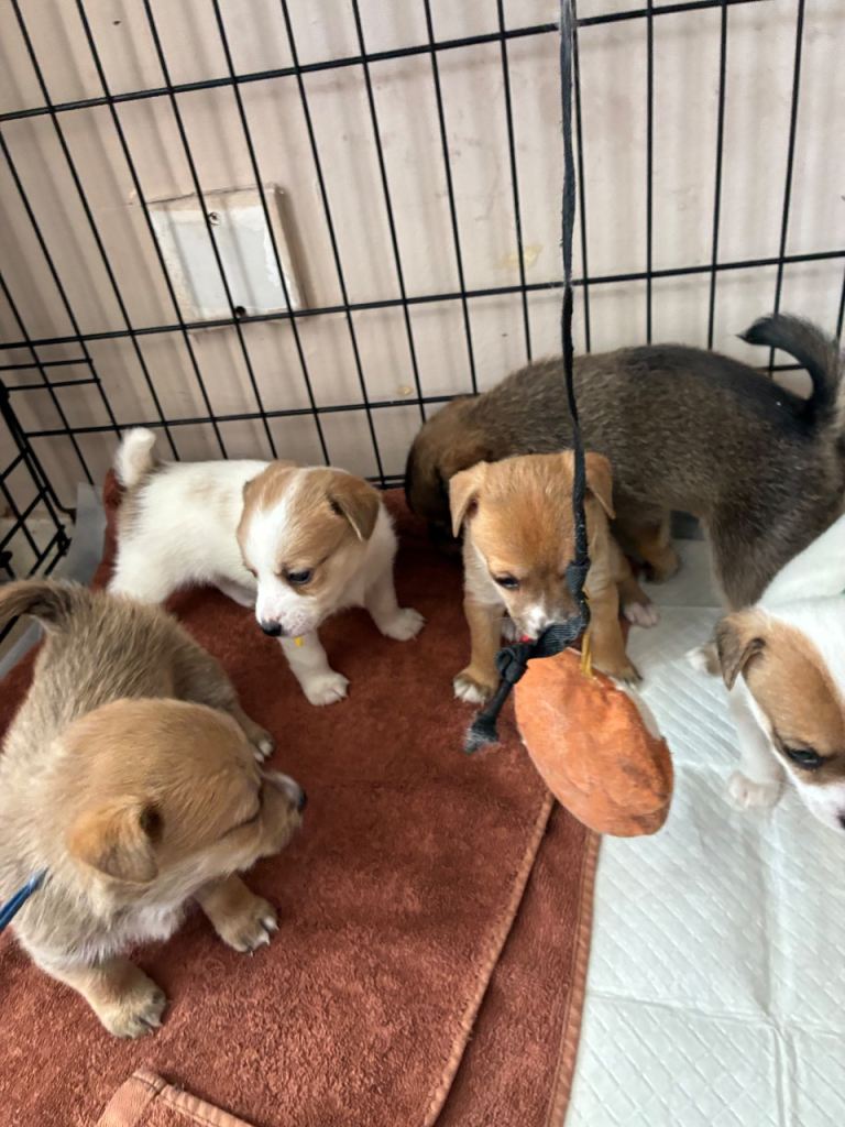 Jack russel ready to reserve puppies