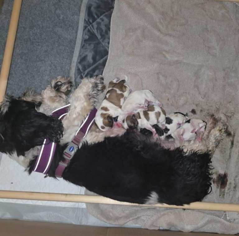 Shih tzu cross Maltese puppies