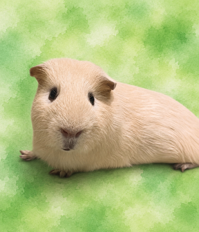 2 male guinea pigs 