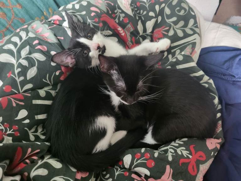 2 male tuxedo kittens 