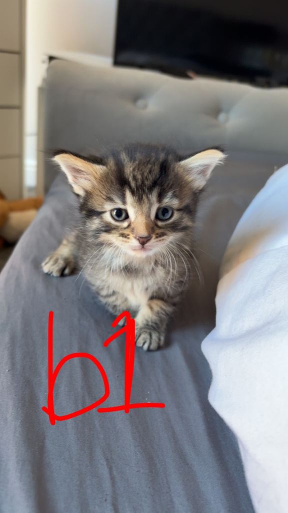 One male kitten left