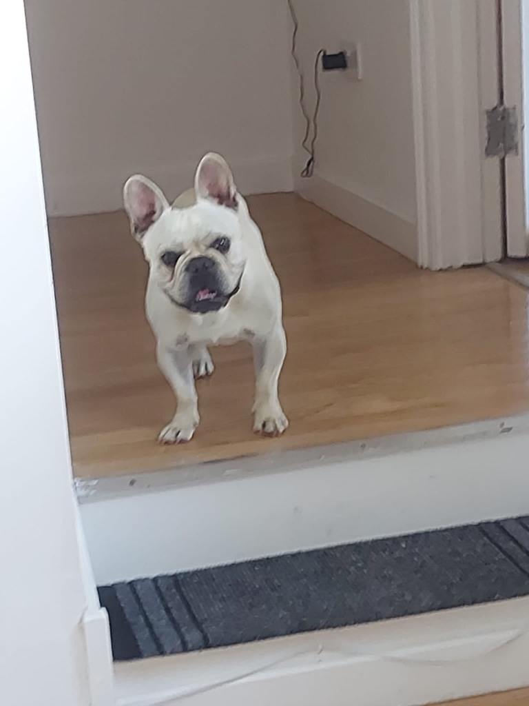 French Bulldog for re-home 