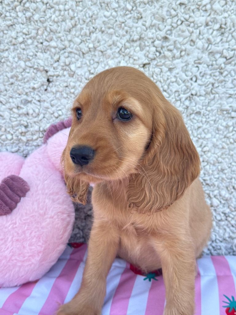 Show Cocker spaniel puppys
