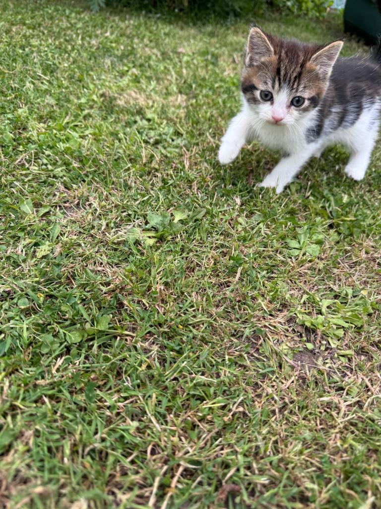 Two beautiful kittens 