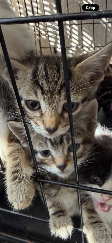 Kittens