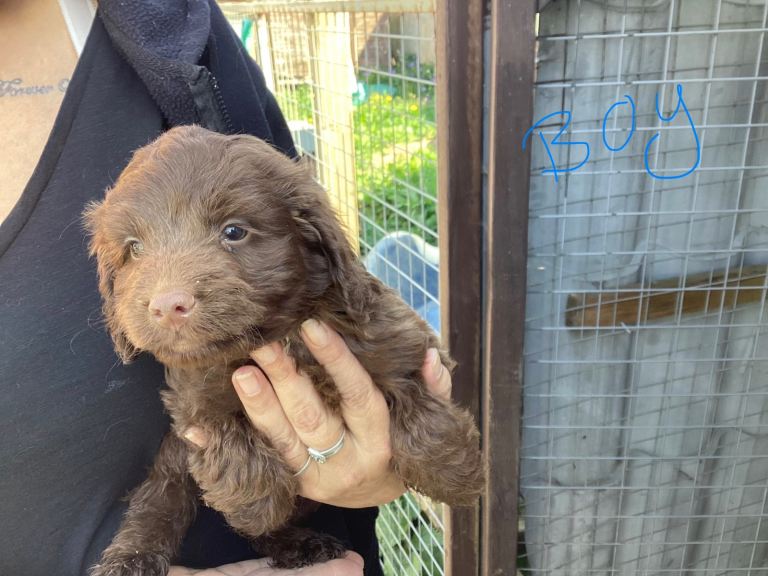 F1 Cockapoo puppies