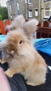 Baby lion head bunnies 