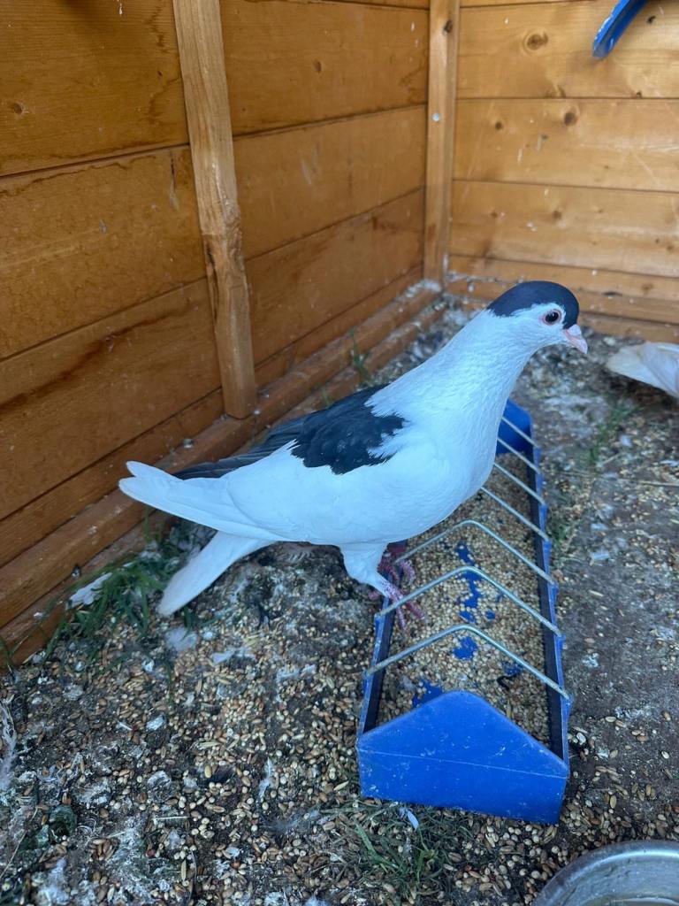 Afghan pigeon