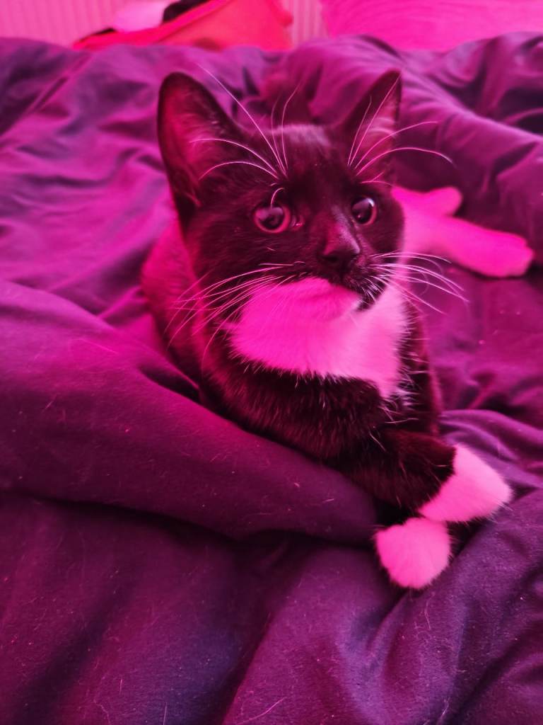 Baby kitten 