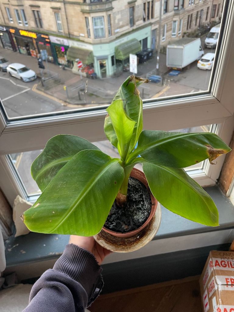 Small banana plant