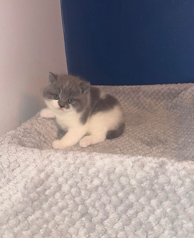 GCCF registered British shorthair MALE 🩵🐻