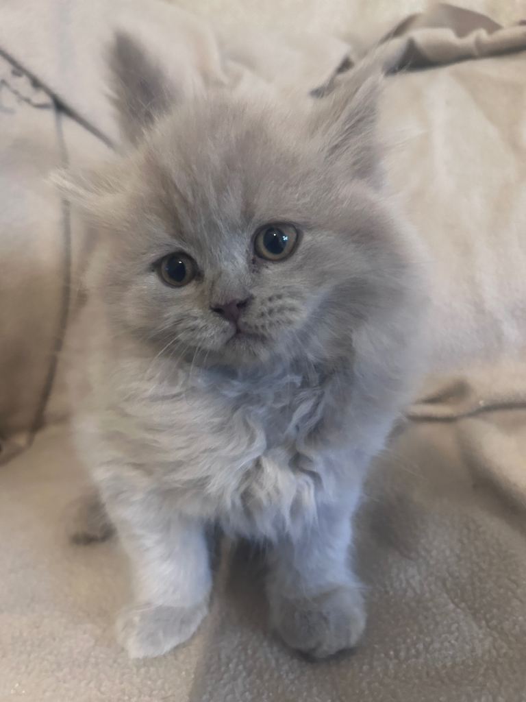 Beautiful British blue shorthair and lilac shorthair kittens 