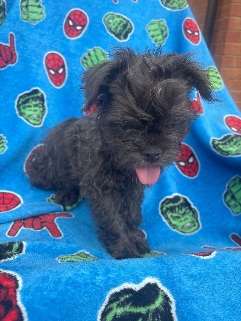 Fluffy Frenchies for Sale