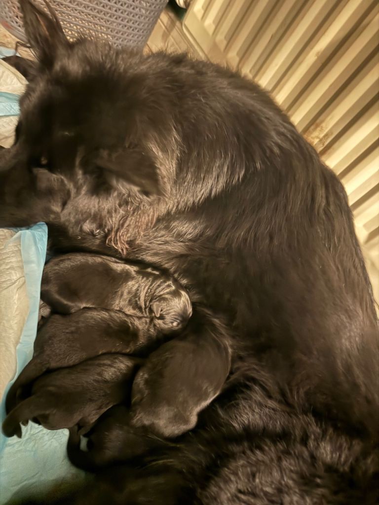 9 weeks old German shepherd 
