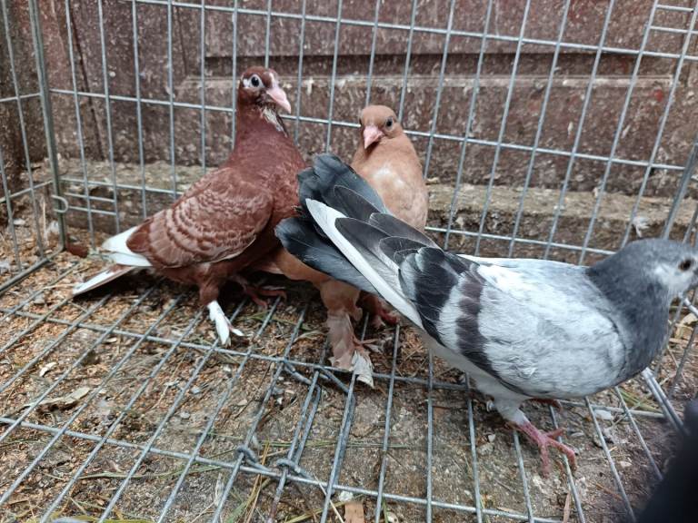 Pigeons for sale