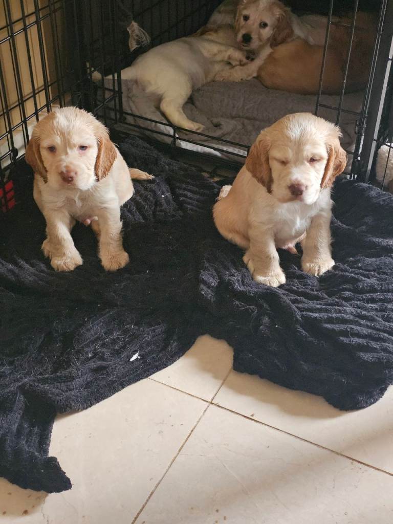 Beautiful cocker spaniels 