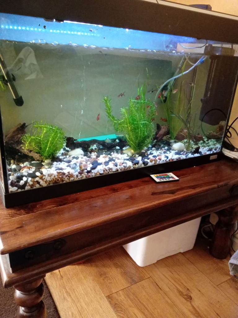 Large fish tank