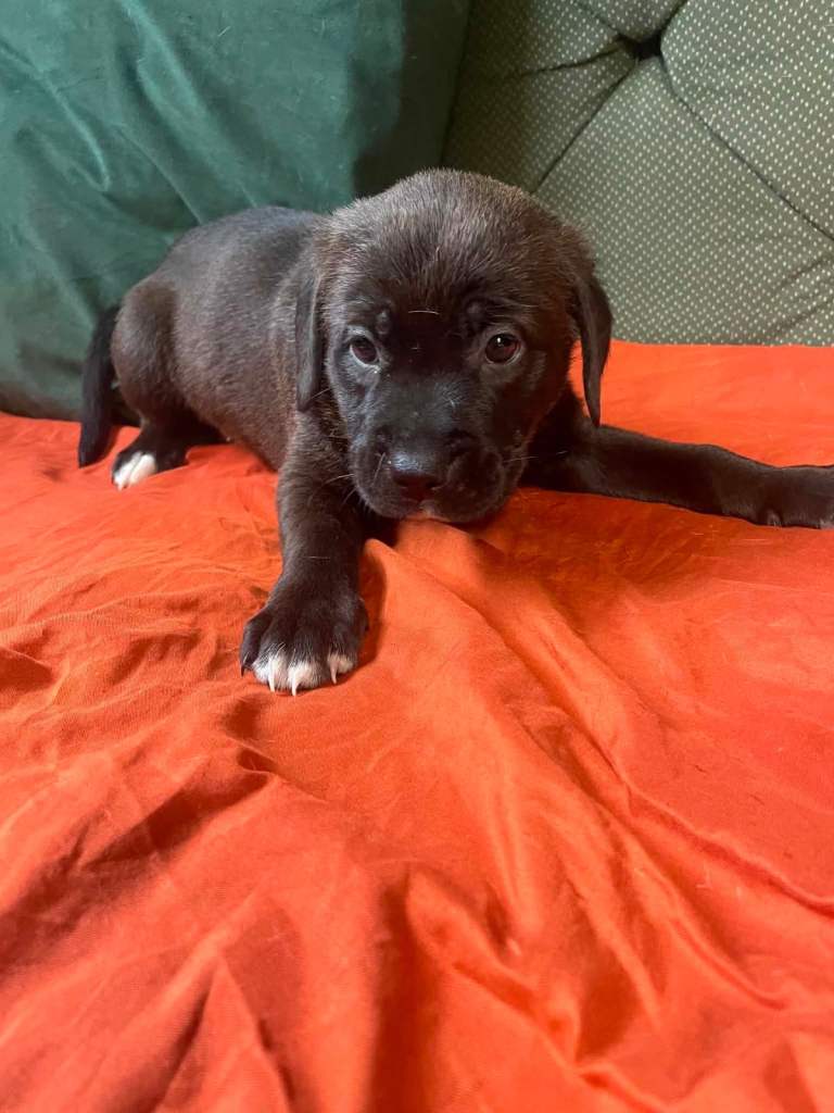 Mastiff cross American bulldog pups