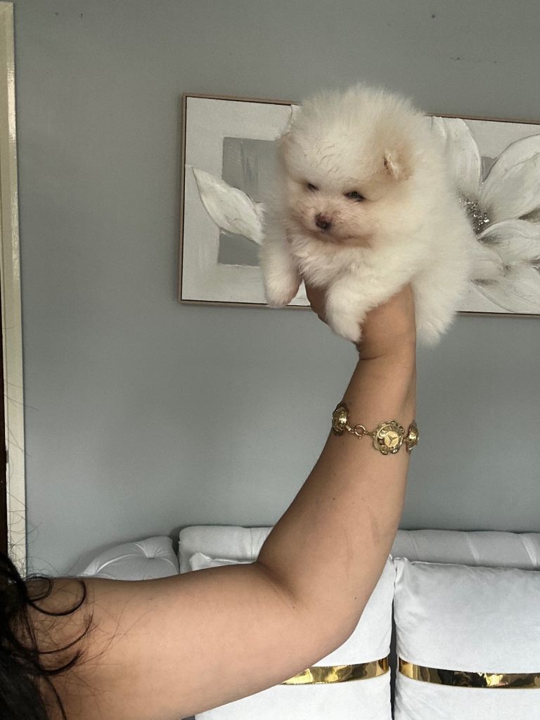 Pomeranian 
