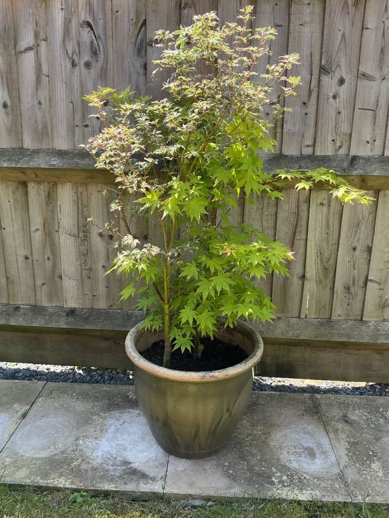 Well established 2 Japanese acre trees in ceramic 