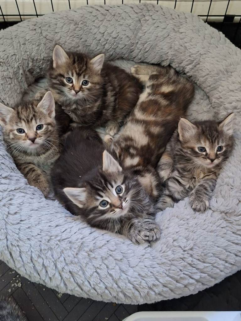 Tabby kittens