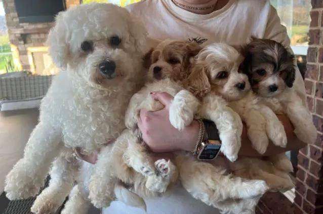 Cavachon puppies 