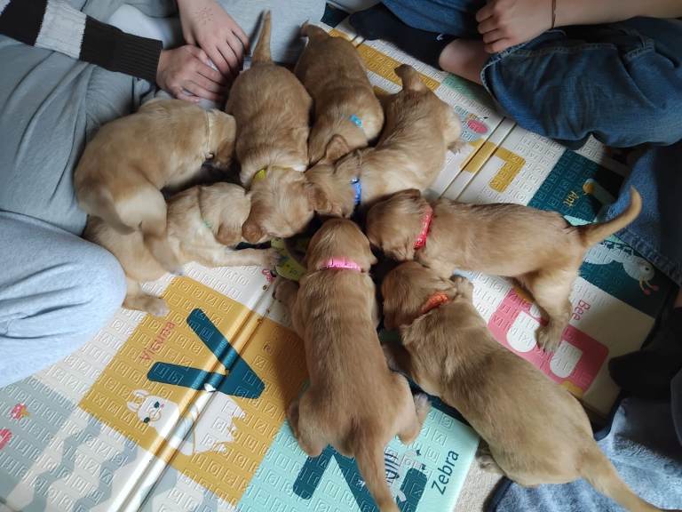 Beautiful KC Registered Golden Retriever Puppies - Ready 7th June 