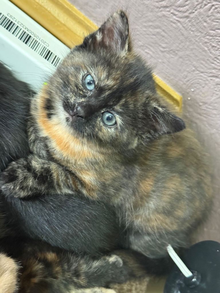 Kittens for sale - various colours