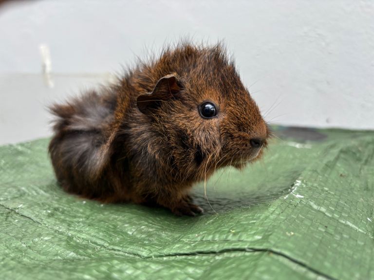 Guinea pigs for sale 