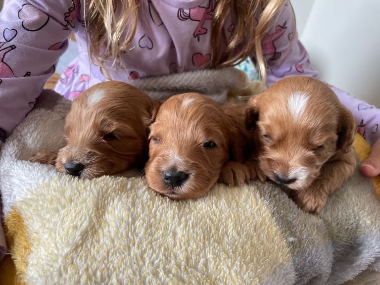 Beautiful cockapoo puppies 