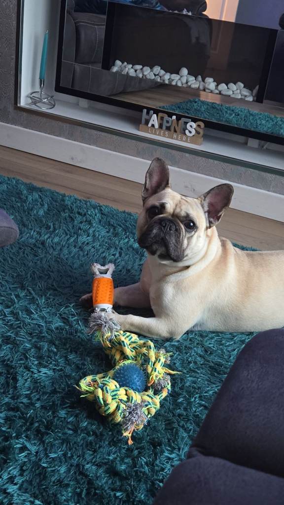 Female french bulldog